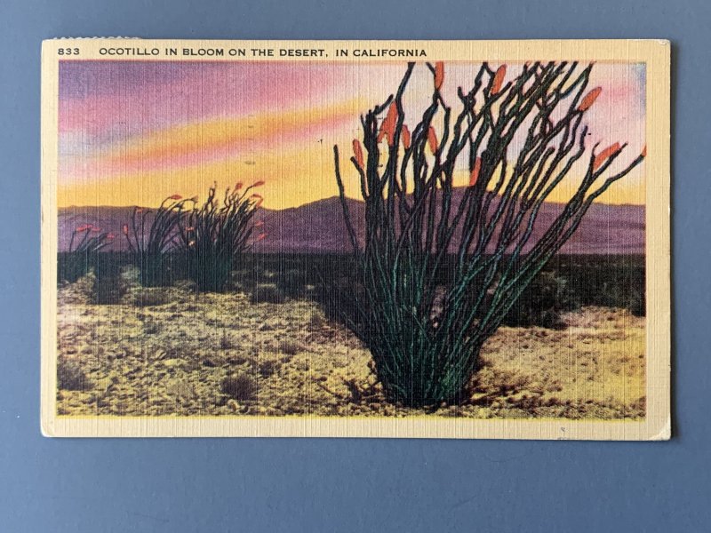 Ocotillo In Bloom CA Linen Postcard A1147083358