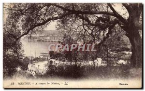 Old Postcard Menton A Travers les Oliviers