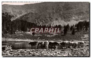 Old Postcard Canigou L & # 39Etang with grazing herd of canigou Peak Barbet Cows