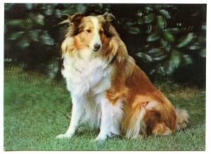 263467 COLLIE DOG OLD 3-D Lenticular postcard