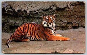 Tiger  Central Asia   San Diego Zoo    Postcard  1976