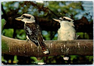 M-51078 Kookaburras Taronga Park Sydney Australia