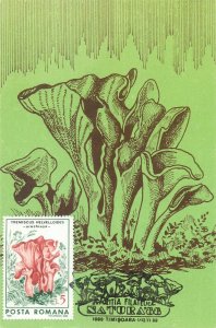 Romania set of 11 maximum cards 1988 mushrooms that can be eaten topic postcards 