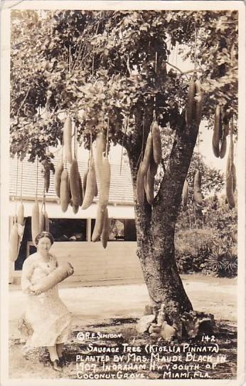 Florida Miami Coconut Grove Sausage Tree Planted By Mrs Maude Black In 1907 R...