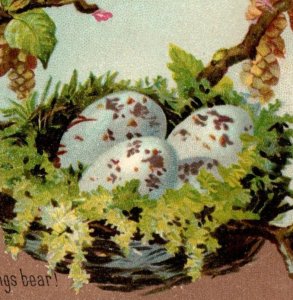 1884 Victorian Greetings Trade Card Speckled Eggs In Nest Pine Cones F132