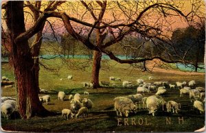 Sheep Herd in Errol New Hampshire Postcard 1909