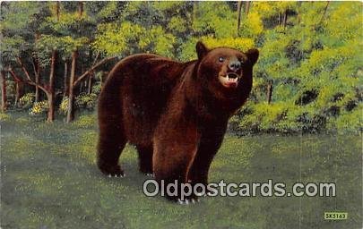 Native Black Bear Central Adirondack Mountains, NY Unused 