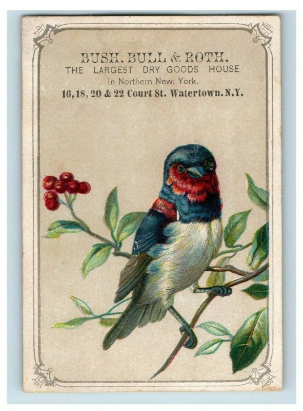 1880's Adorable Bright Bird Bush, Bull & Roth, Watertown, N.Y. Trade Card P30 