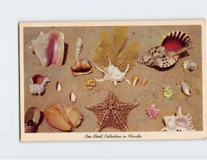 Postcard Sea-Shell Collection in Florida