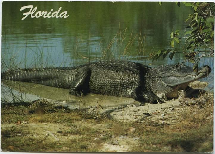 Florida Alligator - They Grow 'em big here - Mailed in 1993