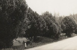 RPPC Myrtle Tree OR Oregon Coast Highway c1940s Patterson photo postcard H39 