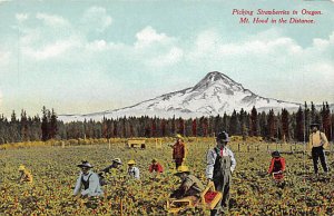 Picking Strawberries Mt Hood, Oregon OR  