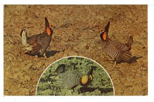 Birds - Greater Prairie Chicken