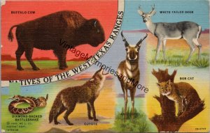 Natives of the West Texas Ranges Postcard PC324