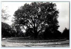 Natchez Mississippi MS RPPC Photo Postcard Giant Live Oak c1940's Unposted