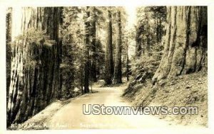 Moro Rock Road, Real Photo - Sequoia National Park, California CA  