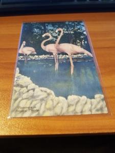 Antique/Vintage Florida Postcard, Flamingos in Tropical Florida