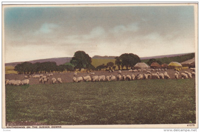 Field of Sheep, Southdowns on the Sussex Downs, England, United Kingdom, 10-0s