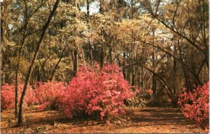 Postcard South Carolina - Cypress Gardens