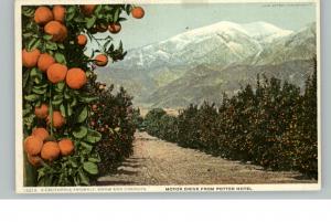 CA Orange Grove Detroit Publishing c1910 Postcard