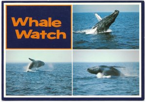 US Massachusetts. Whale Watch. Mint Card.