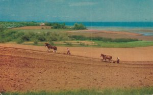 Canada Fertile Farmlands Nova Scotia's Annapolis Valley Blomidon Postcard 07.74