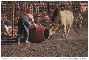Canada Subdoing Wild Brahma Bull Calgary Stampede Calgary Alberta