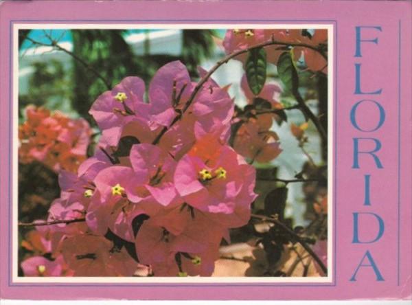 Florida Flowers Close Up Of Bouganvillea