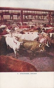 Cattle At The Union Stock Yards Chicago Illinois
