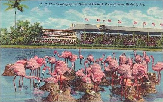 Florida Hialeah Flamingos And Nests At Hialeah Race Course