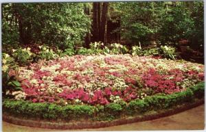 Bellingrath Gardens Mobile Alabama -  flower bed scene   (10-4954)