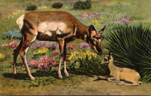 Mother Antelope and Baby Curteich
