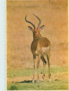 Postcard African fauna antilope impala ram Lion Park Johannesburg