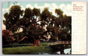 1901 Washington Oak Audubon Park New Orleans Louisiana Grounds Posted Postcard