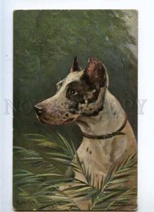 232260 GREAT DANE by Muller vintage Theo Stroefer postcard