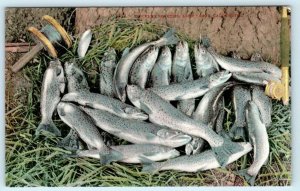 LAKE TAHOE, California CA ~ SPECKLED BEAUTIES Trout ca 1910s Fishing Postcard