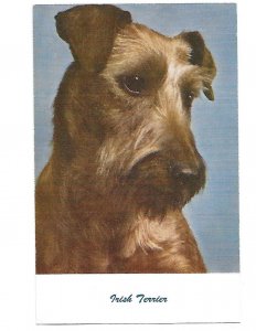 Irish Terrier #90 by Standard Arts Berkley California
