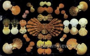 Shells - Gulf of Mexico, Florida FL