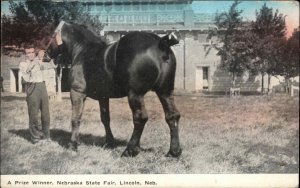 Lincoln Nebraska NE Prize Winning Horse Postcard Mailed to Hazardville CT