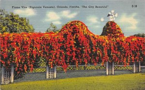 Flame Vine City Beautiful - Orlando, Florida FL  