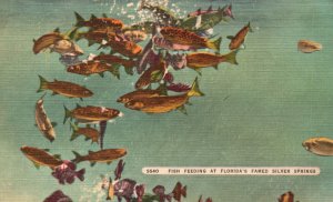 Vintage Postcard Fish Feeding Florida's Fine Silver Springs Tourist Attraction