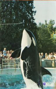 Skana Orca Killer Whale Stanley Park Aquarium Vancouver BC Vintage Postcard D32