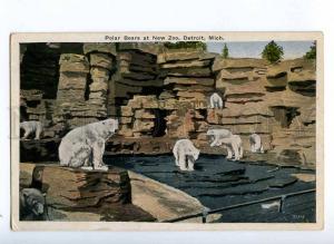 190023 USA Mich DETROIT New Zoo POLAR BEAR Vintage postcard