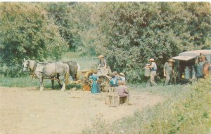 Pennsylvania Amish Family Farming, Kids, Horses Chrome Postcard Unused