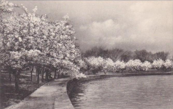 Washington DC Cherry Blossoms Potomac Park Albertype