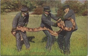 Postcard Snake Handling a Python New York Zoological Park NY