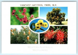 3 Postcards YANCHEP NATIONAL PARK, Western Australia ~ EMU Parrots Flowers 4x6