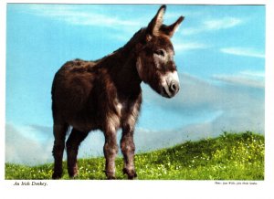 An Irish Donkey. Ireland,
