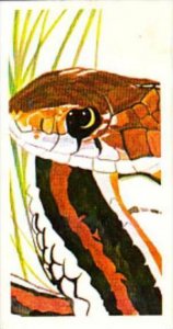 Brooke Bond Tea Trade Card Vanishing Wildlife No 27 San Francisco Garter Snake