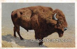 Buffalo Bull Postcard Post Card  Buffalo Bull